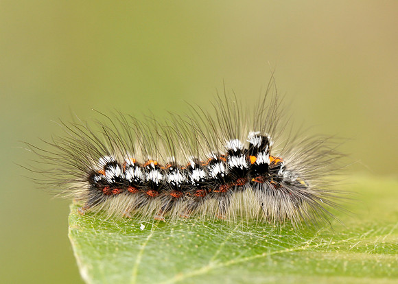 72.013 BF2030 Yellow-tail Euproctis similis larva