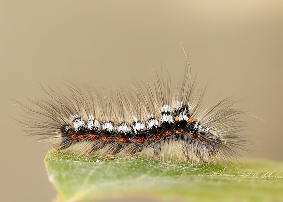 72.013 BF2030 Yellow-tail Euproctis similis larva