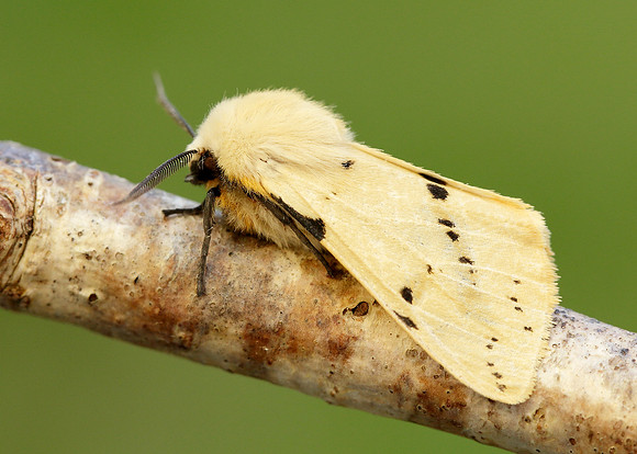 72.019 BF2061 Buff Ermine Spilosoma lutea