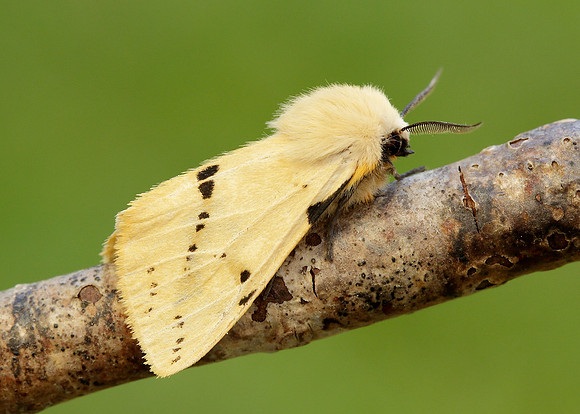 72.019 BF2061 Buff Ermine Spilosoma lutea