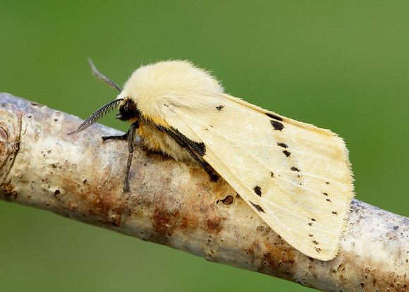 72.019 BF2061 Buff Ermine Spilosoma lutea