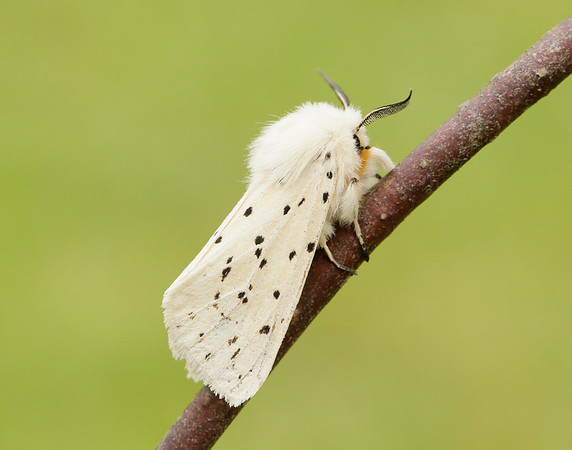 72.020 BF2060 White Ermine Spilosoma lubricipeda