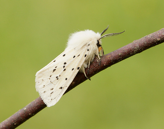 72.020 BF2060 White Ermine Spilosoma lubricipeda