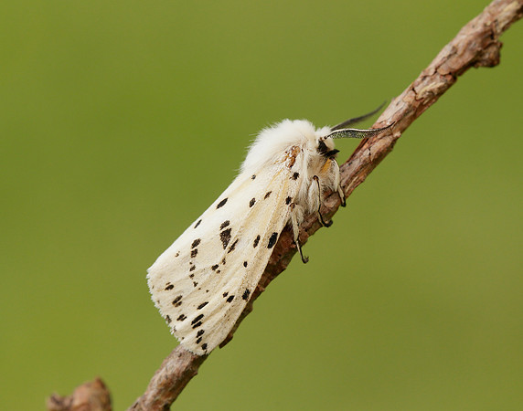 72.020 BF2060 White Ermine Spilosoma lubricipeda
