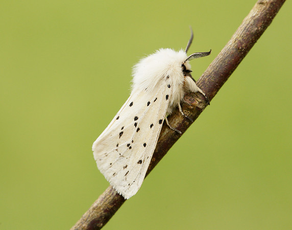 72.020 BF2060 White Ermine Spilosoma lubricipeda