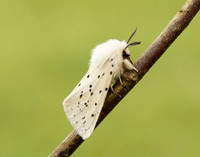 72.020 BF2060 White Ermine Spilosoma lubricipeda