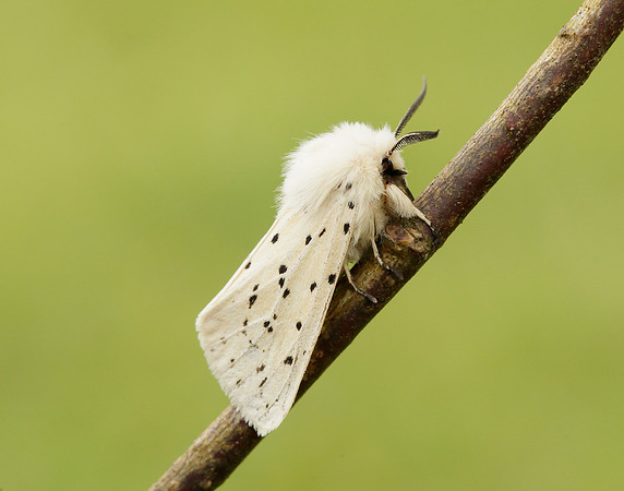 72.020 BF2060 White Ermine Spilosoma lubricipeda