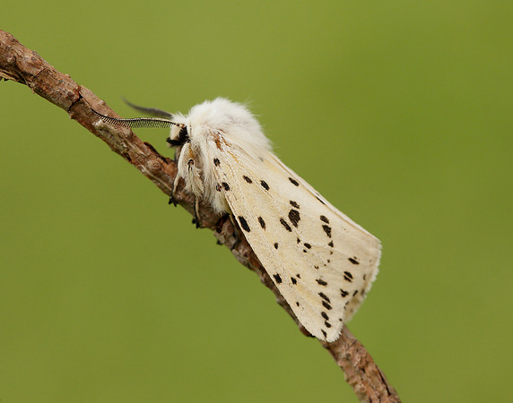 72.020 BF2060 White Ermine Spilosoma lubricipeda