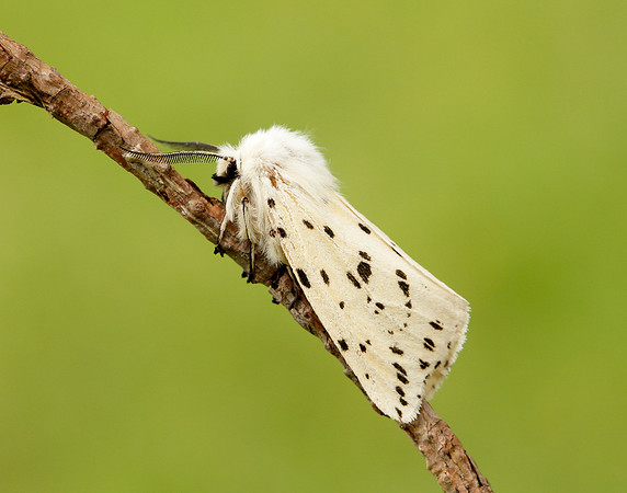 72.020 BF2060 White Ermine Spilosoma lubricipeda