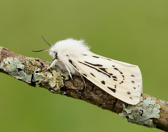 72.020 BF2060 White Ermine Spilosoma lubricipeda