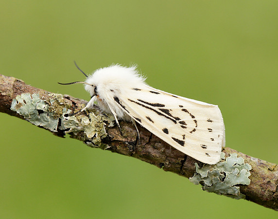 72.020 BF2060 White Ermine Spilosoma lubricipeda