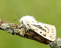 72.020 BF2060 White Ermine Spilosoma lubricipeda