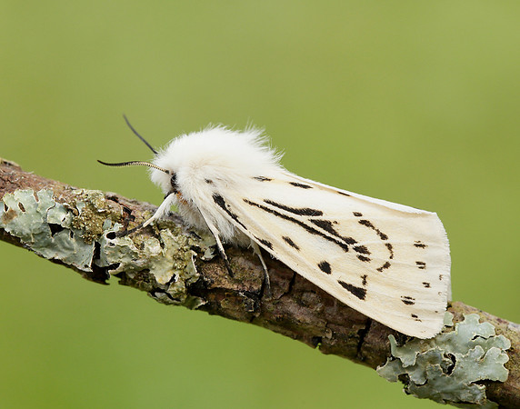72.020 BF2060 White Ermine Spilosoma lubricipeda
