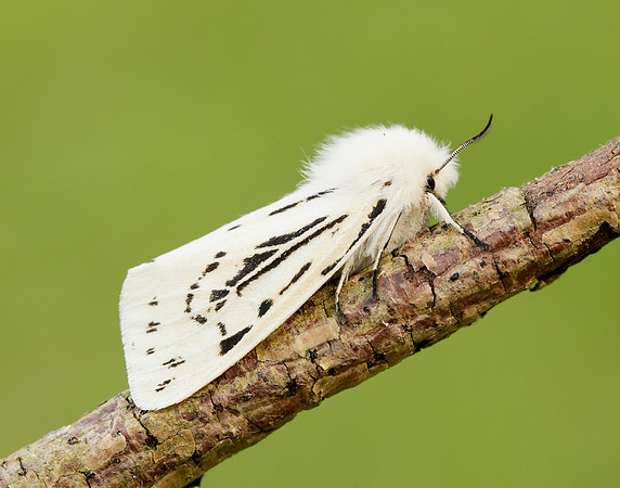 72.020 BF2060 White Ermine Spilosoma lubricipeda