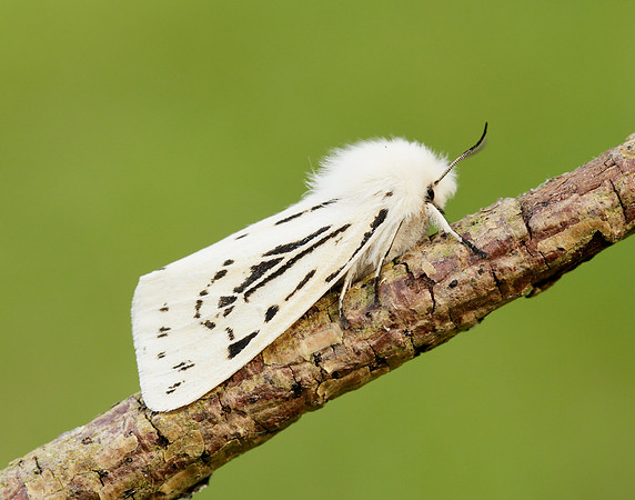 72.020 BF2060 White Ermine Spilosoma lubricipeda
