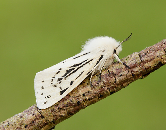 72.020 BF2060 White Ermine Spilosoma lubricipeda