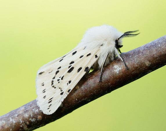 72.020 BF2060 White Ermine Spilosoma lubricipeda