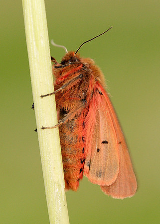 72.024 BF2064 Ruby Tiger Phragmatobia fuliginosa