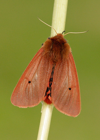 72.024 BF2064 Ruby Tiger Phragmatobia fuliginosa