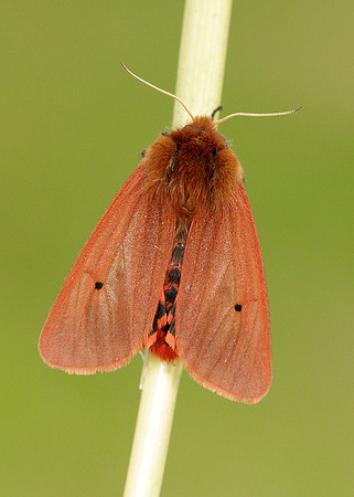 72.024 BF2064 Ruby Tiger Phragmatobia fuliginosa