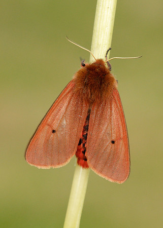72.024 BF2064 Ruby Tiger Phragmatobia fuliginosa