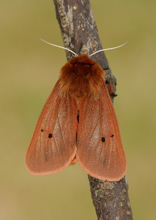 72.024 BF2064 Ruby Tiger Phragmatobia fuliginosa