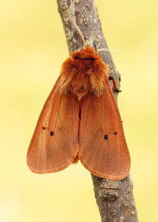 72.024 BF2064 Ruby Tiger Phragmatobia fuliginosa