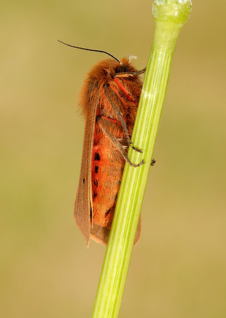 72.024 BF2064 Ruby Tiger Phragmatobia fuliginosa