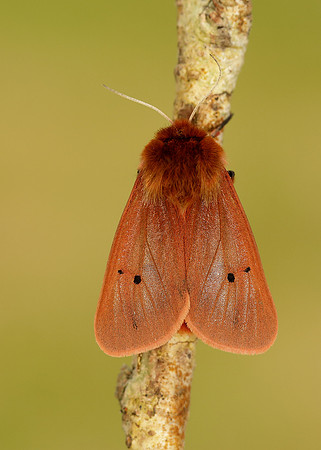 72.024 BF2064 Ruby Tiger Phragmatobia fuliginosa