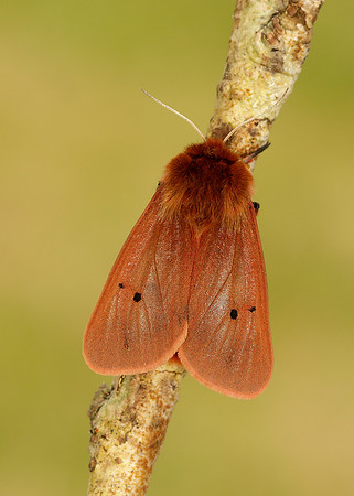 72.024 BF2064 Ruby Tiger Phragmatobia fuliginosa