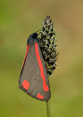 72.031 BF2069  Cinnabar Tyria jacobaeae