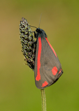 72.031 BF2069  Cinnabar Tyria jacobaeae