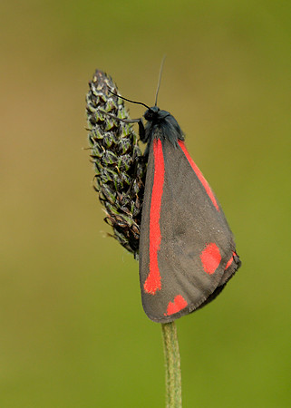 72.031 BF2069  Cinnabar Tyria jacobaeae