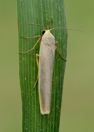 72.046 BF2047 Scarce Footman Eilema complana
