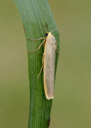 72.046 BF2047 Scarce Footman Eilema complana