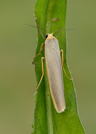 72.046 BF2047 Scarce Footman Eilema complana