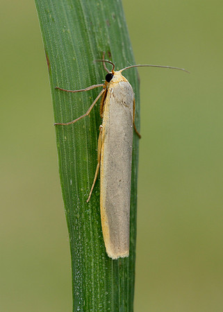 72.046 BF2047 Scarce Footman Eilema complana