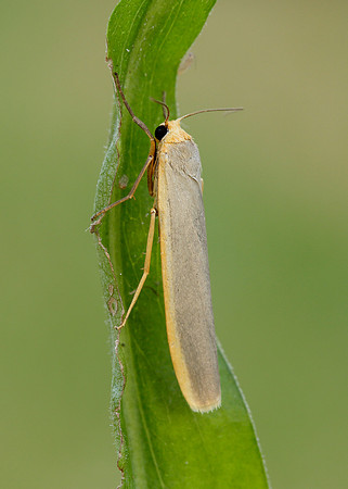 72.046 BF2047 Scarce Footman Eilema complana