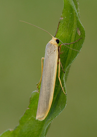 72.046 BF2047 Scarce Footman Eilema complana