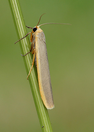72.046 BF2047 Scarce Footman Eilema complana