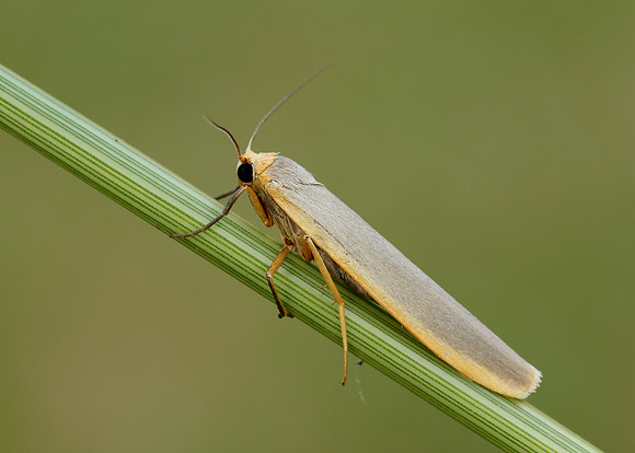 72.046 BF2047 Scarce Footman Eilema complana