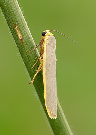 72.046 BF2047 Scarce Footman Eilema complana