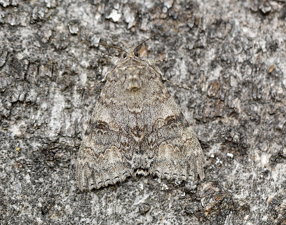 72.078 BF2452 Red Underwing Catocala nupta