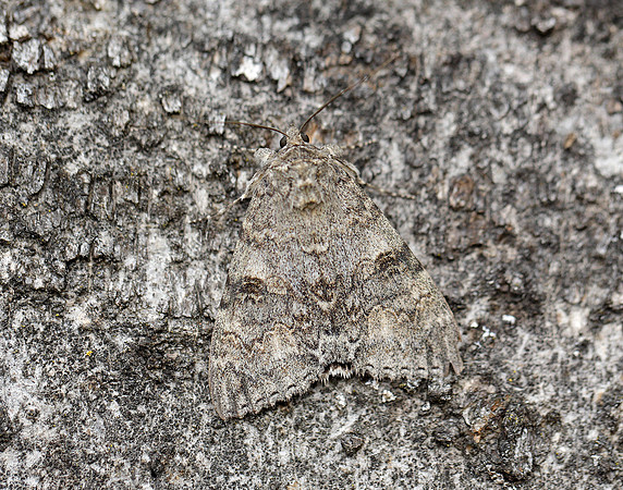 72.078 BF2452 Red Underwing Catocala nupta