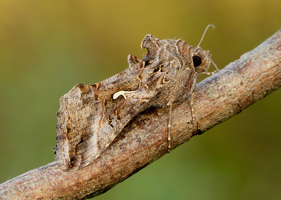 73.015 BF2441 Silver Y Autographa gamma