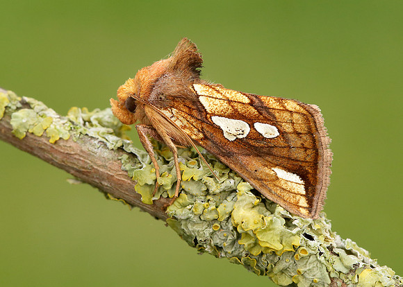 73.022 BF2439 Gold Spot Plusia festucae