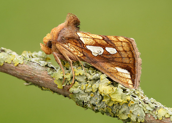 73.022 BF2439 Gold Spot Plusia festucae