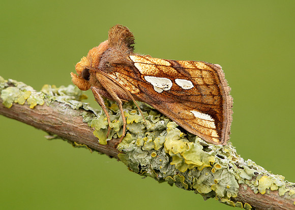 73.022 BF2439 Gold Spot Plusia festucae