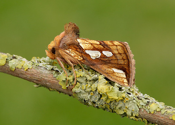 73.022 BF2439 Gold Spot Plusia festucae