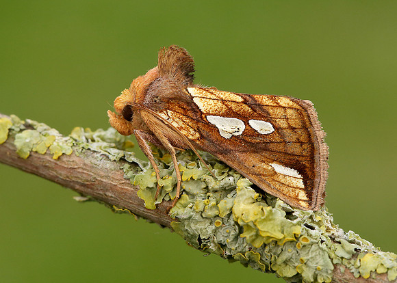 73.022 BF2439 Gold Spot Plusia festucae